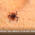 Bourbon virus - health article image 1