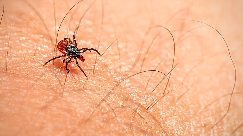 Bourbon virus - health article image 2