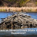 beaver attack Seneca Creek State Park - health article image 1