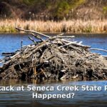 beaver attack Seneca Creek State Park - health article image 1