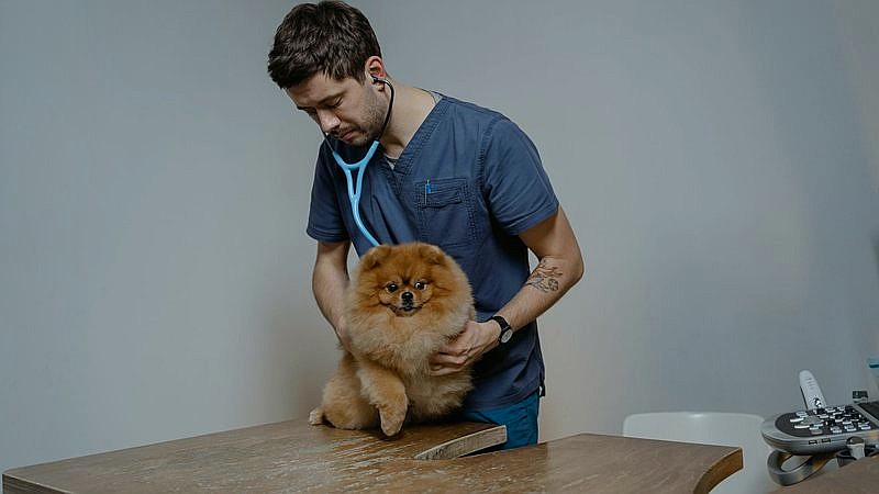 NC rabies exposure warning - health article image 2