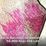 ancient worm revived - home improvement article image 1
