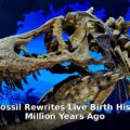 ancient fossil live birth - home improvement article image 1