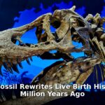 ancient fossil live birth - home improvement article image 1