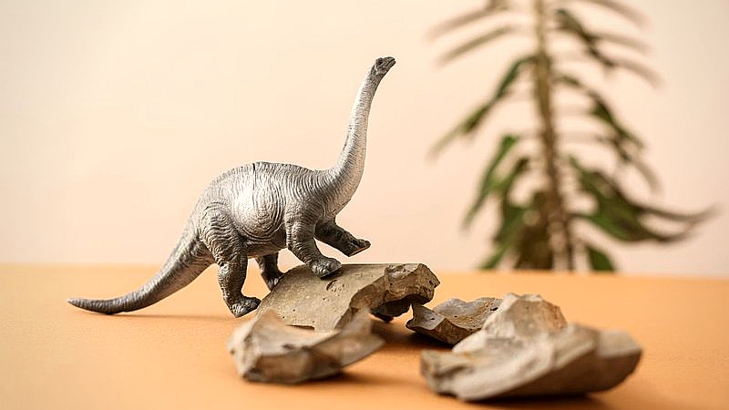 ancient fossil live birth - home improvement article image 2