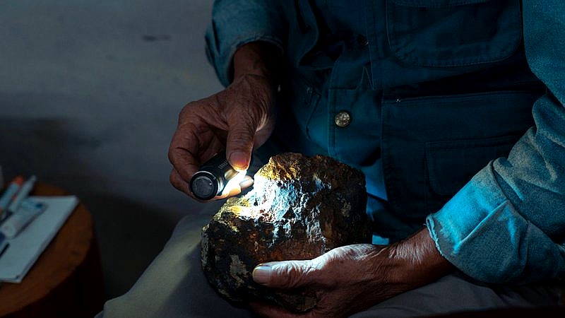 ancient fossil live birth - home improvement article image 3