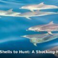 dolphins use shells to hunt - home improvement article image 1