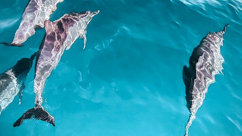 dolphins use shells to hunt - home improvement article image 2