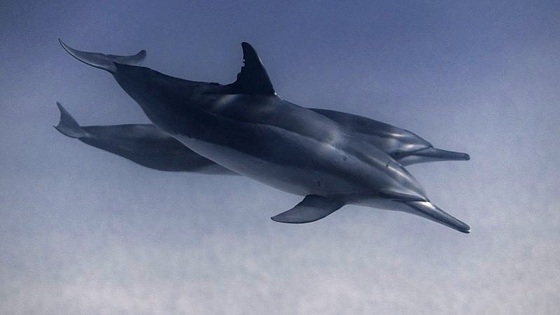 dolphins use shells to hunt - home improvement article image 3