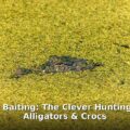 crocodile baiting - home improvement article image 1