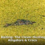 crocodile baiting - home improvement article image 1