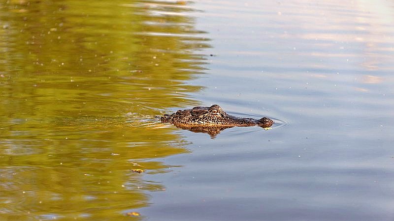 crocodile baiting - home improvement article image 2