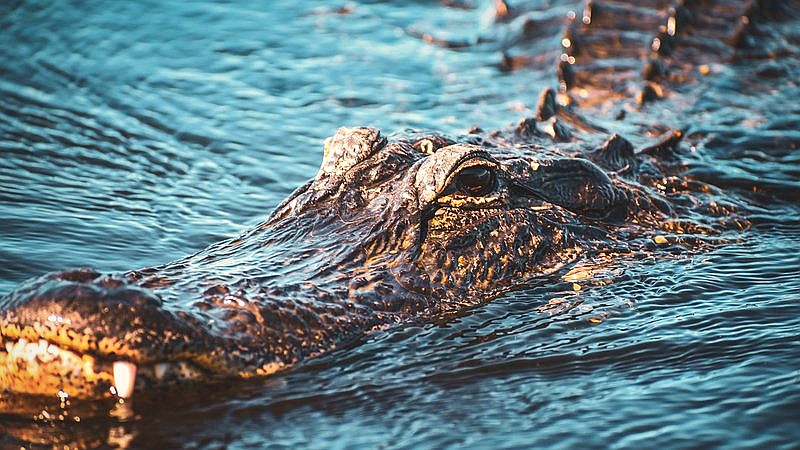 crocodile baiting - home improvement article image 3