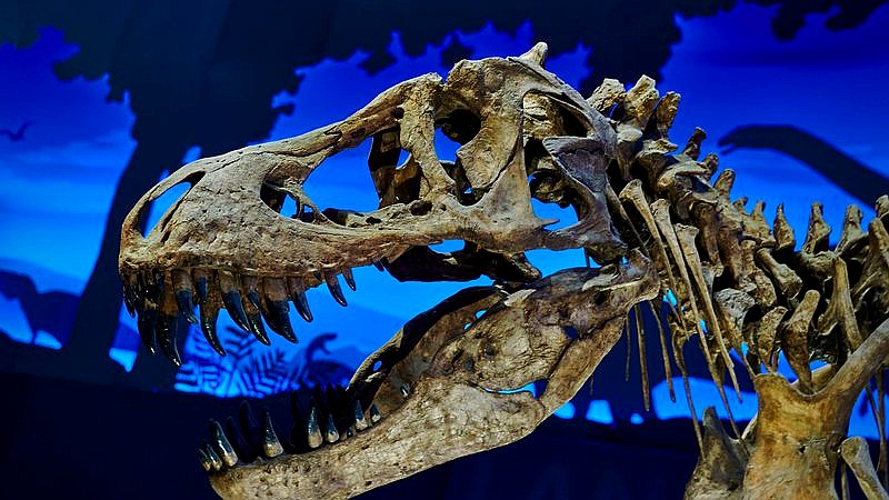 armored dinosaur identified - home improvement article image 3