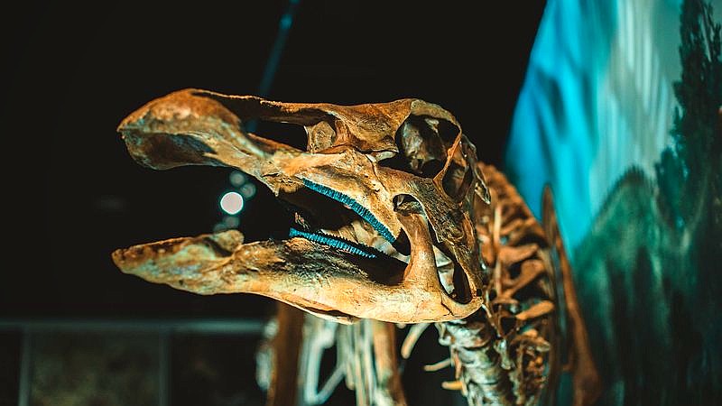 236-million-year-old fossil - travel article image 2
